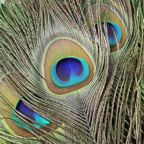 10x peacock tail - 10x, feathers