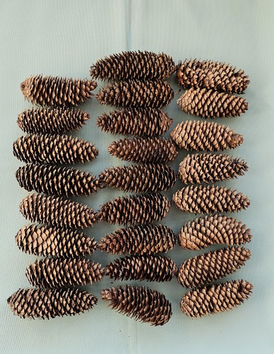 Fresh pine cones picked - fresh,