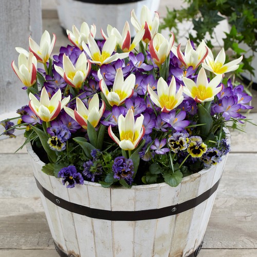 First spring tulip and - tulip, crocus
