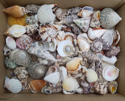 1kg mixed sizes - sizes, species