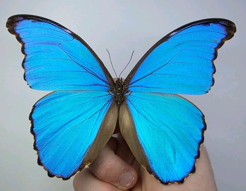 Morpho didius set - morpho,
