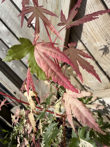 Acer palmatum cotton candy - acer,