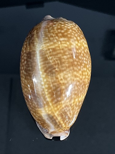 107 large cypraea cervus - large,
