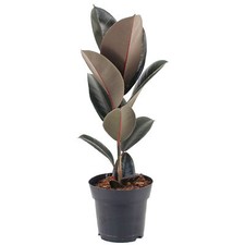 Ficus Abidjan Indoor Rubber Plant Potted House Plants for Home or Office in Pot