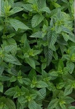 4 x Organic Garden Mint
