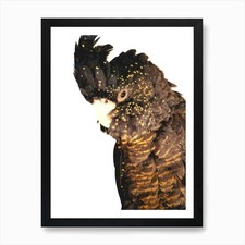 Black Cockatoo Art Print