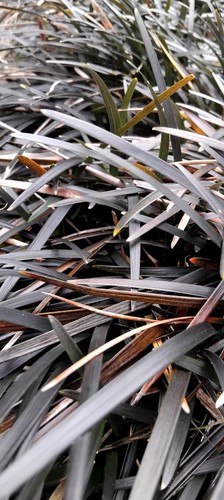 Black mondo grass - 2x,
