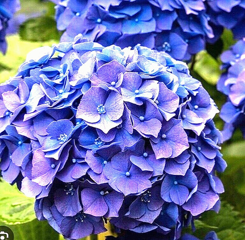 Hydrangea mop head nikko - hydrangea,