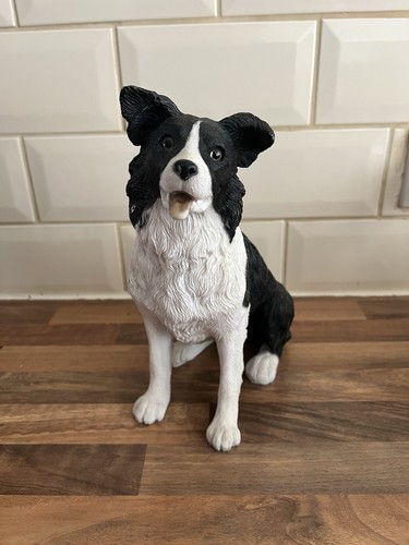 Leonardo border collie - leonardo,