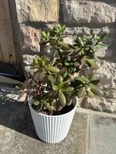 Tall XL Large established Jade