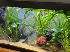 aquarium fish tank 110 litres