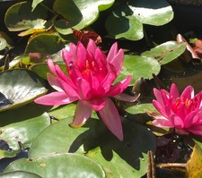 1X RUBY STAR WATER LILY