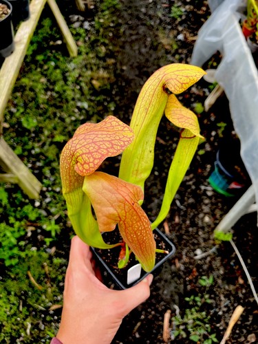 Sarracenia norman parker - sarracenia,