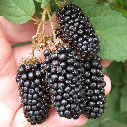 Blackberry karaka black rubus - karaka,