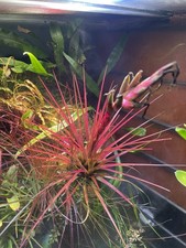Tillandsia Melanocrater