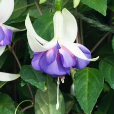 Fuchsia 'Delta's Sarah' -