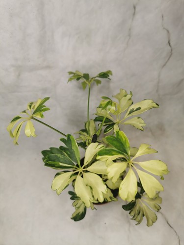 Schefflera janine - 2x,