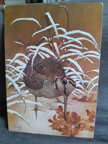 Woodcock 34693