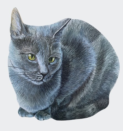 Russian blue cat - russian,