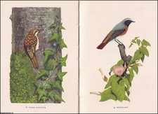 WOODLAND BIRDS, BY PHYLLIS BARCLAY-SMITH. WITH 16 COLOUR PLATES BY PETER SHEPHEA