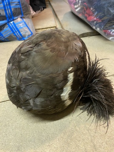 Vintage 1950s brown - 1950s, feather
