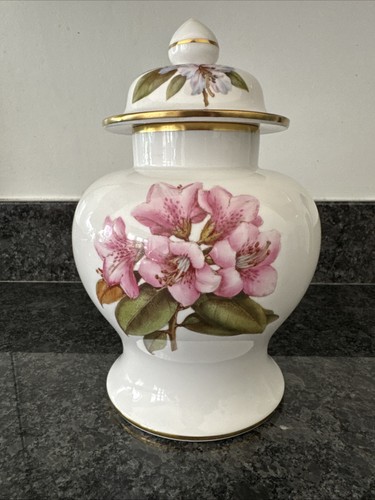 Spode modestum campylocarpum - spode,