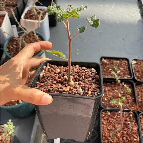 1pieces 5cm seedgrowth - 1pieces, 1.5cm