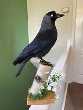 Taxidermy CORVID This Is Not A