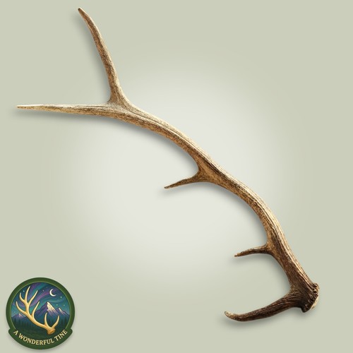 Bull elk shed antler point - shed,