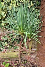 Yucca Rostrata ,Evergreen