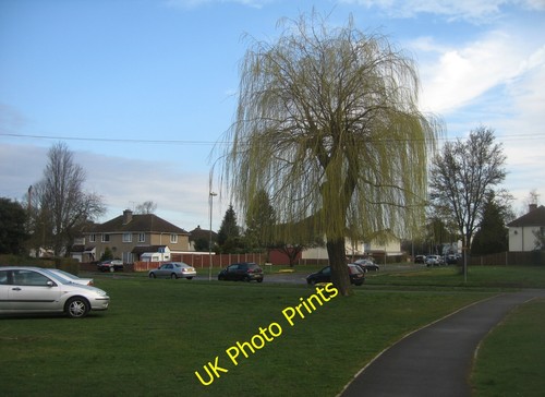 Photo 6x4 willow tree - 6x4,