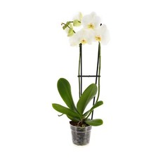 Phalaenopsis Double Stemmed