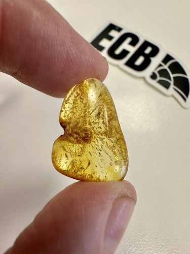 Baltic amber with mosquito - baltic,