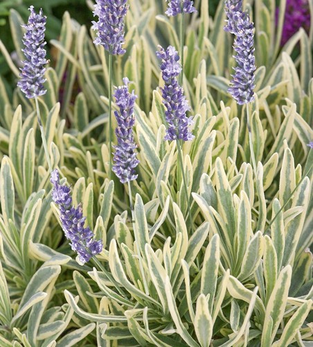 Cm lavandula - x,