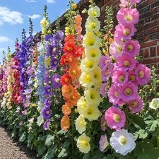 100 Mixed Colour Hollyhock Seeds. Free UK Postage
