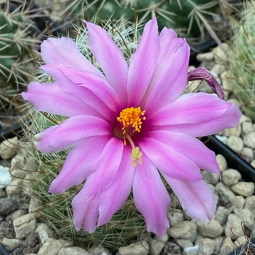Mammillaria boolii rare - boolii,