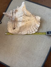 Queen conch shell - inch, pink