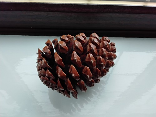 Pine cone large - pine, cone,