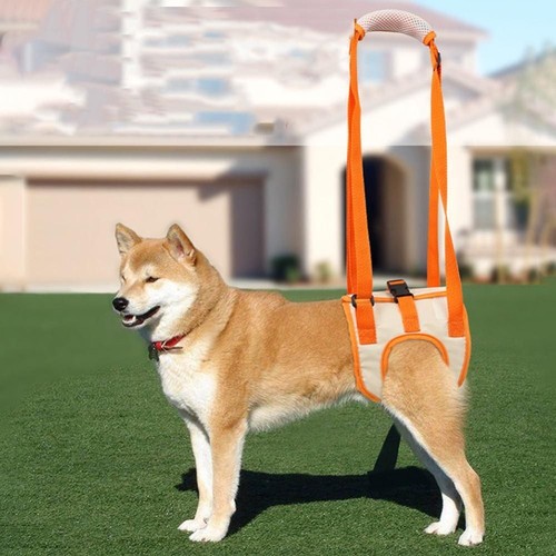 Pet hind leg auxiliary belt - pet,