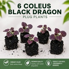 Coleus Black Dragon Plug
