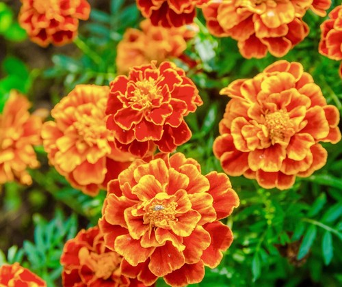 French marigold spanish - french,