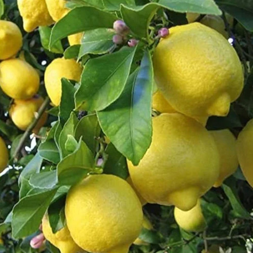 Live meyer lemon grafted - meyer,