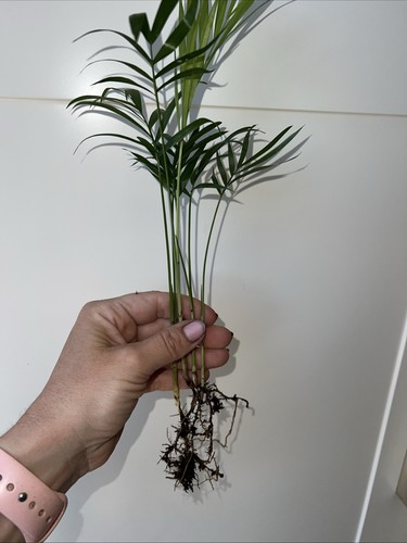 Parlour palm plant - 4x,