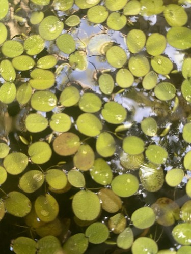 Live duckweed floating - duckweed,
