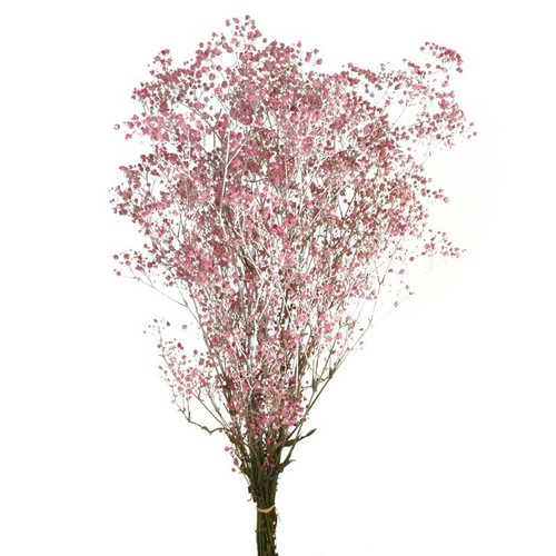 100g preserved gypsophila - preserved,
