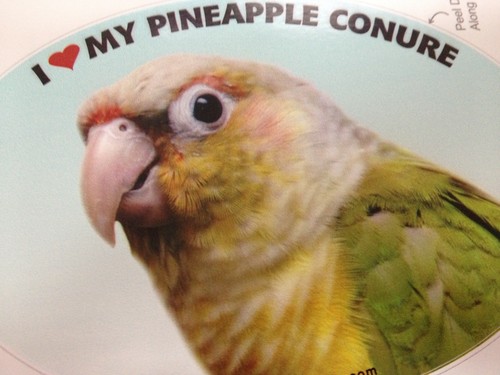 Pineapple conure parrot exotic - parrot,