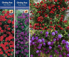 2 CLIMBING ROSE BUSHES PURPLE