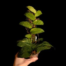 Rhaphidophora korthalsii