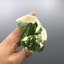 Alocasia Melo Albo Variegated