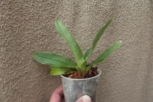 Rare paphiopedilum - rare,